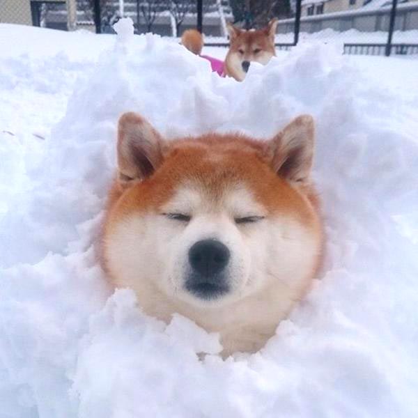 雪に埋もれる犬