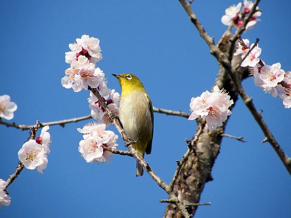 メジロとウグイスを混同 本当に 花札の絵柄