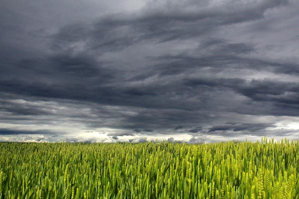 小麦畑と曇り空