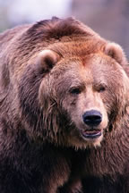 クマー