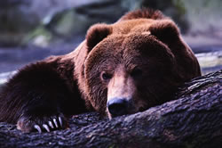 クマー