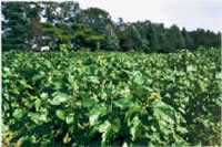 mulberry bush