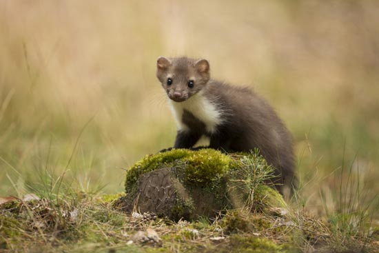 Pop Goes The Weasel イタチがぴょんと跳ねた