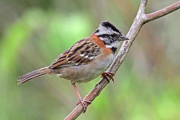 アカエリシトド Rufous-collared sparrow
