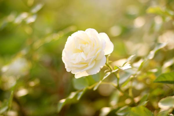 白ばらの匂う夕べは 歌詞 花言葉