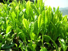 緑茶