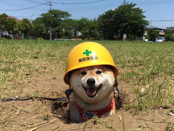 穴に入っている犬