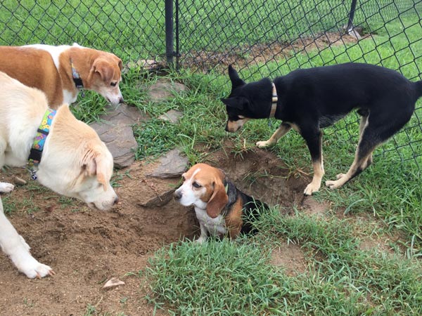 ここ掘れワンワン 犬が穴を掘る理由 意味