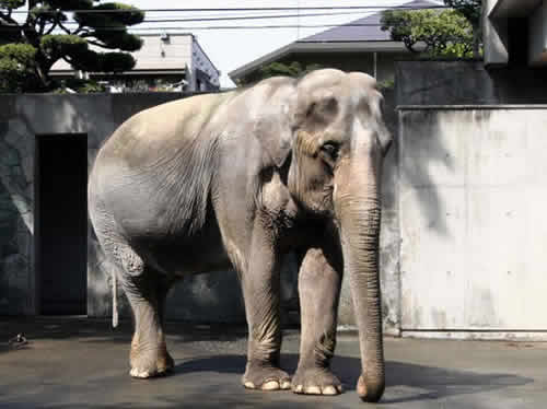 ぞうさん 童謡 歌詞の解説 試聴