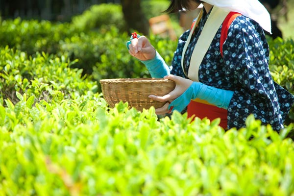 茶摘　ちゃつみ