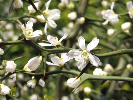 からたちの花 日本の童謡 唱歌 解説と試聴