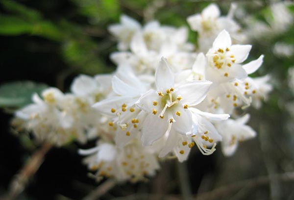 卯の花（ウツギの花）