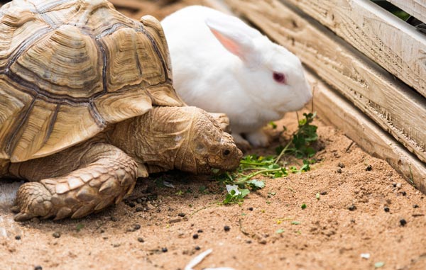 ウサギとカメ