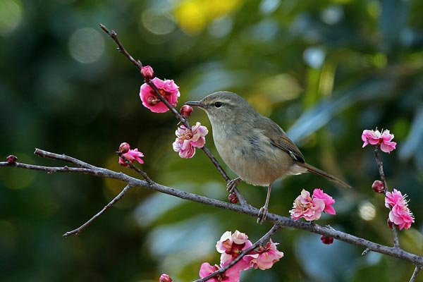 梅（紅梅）にウグイス