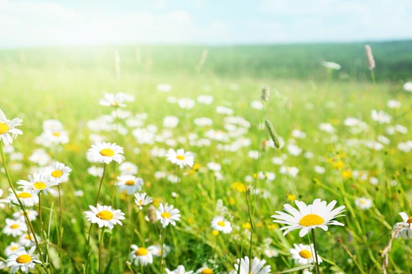 野 に 咲く 花 の よう に