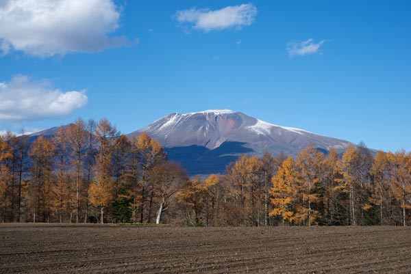 カラマツ林と浅間山