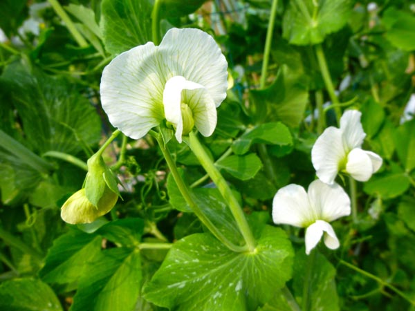 えんどうの花 歌詞と解説 沖縄歌謡