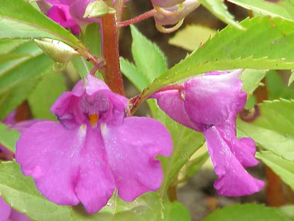 意味 三線 の 花