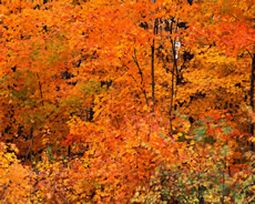 紅葉