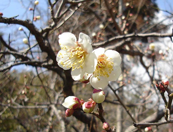 曲名 に あの 花 春の 読み方 風 を よう 待つ の