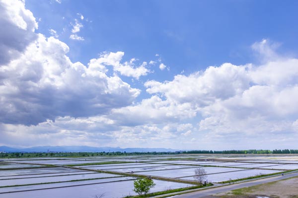 田んぼと青空