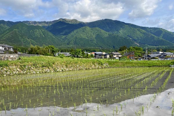 田んぼと山