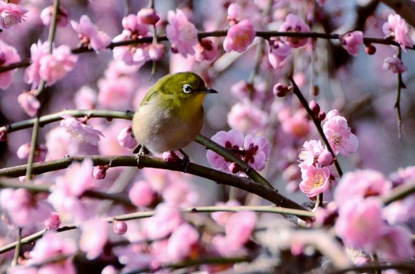 春の童謡・唱歌・日本のうた