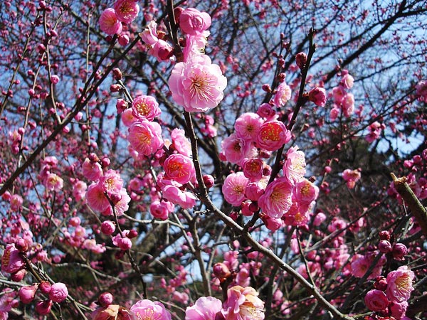 京都御苑内の梅の花