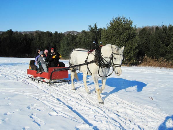 一頭立ての馬のそり one horse open sleigh