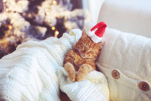 サンタの帽子をかぶって眠る猫