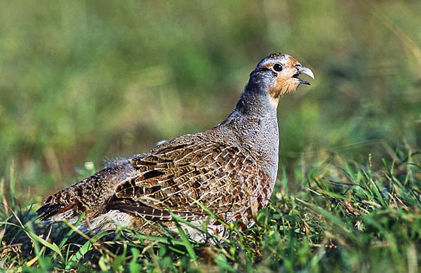 Grey partridge グレイ・パートリッジ