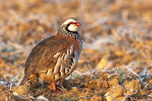 Red-legged partridge レッド・レッグドゥ・パートリッジ