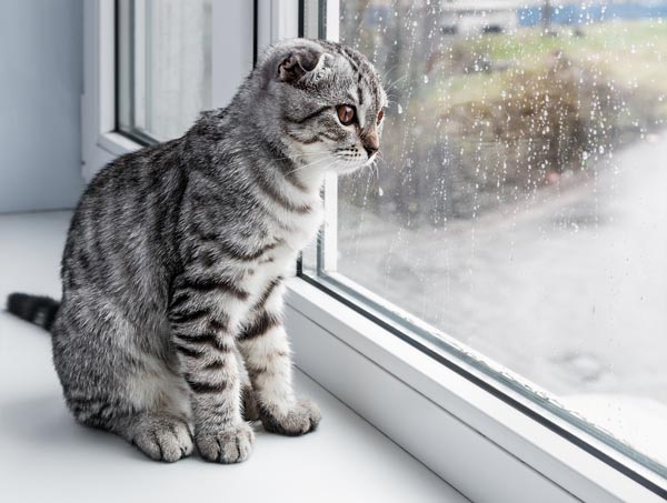 雨を見つめるネコ