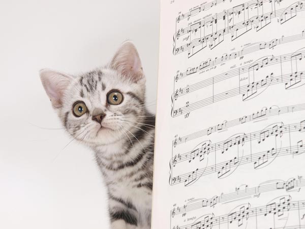 楽譜とネコ