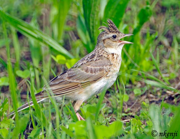 ヒバリ Eurasian skylark