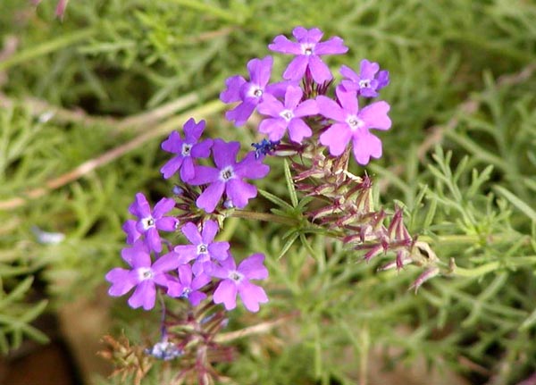 Verbena peruviana