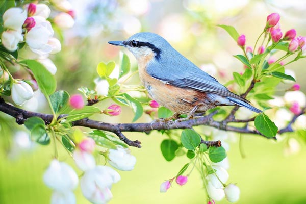 春の小鳥と花