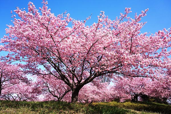 カワヅザクラ 河津桜