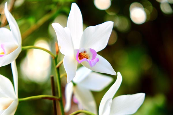 白百合の花