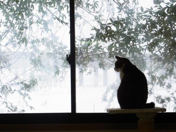 雪明りと窓とネコ