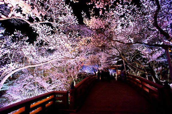 高遠城址公園の夜桜