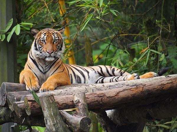 マレー虎 Malayan tiger
