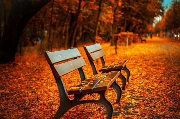 秋の枯葉とベンチ