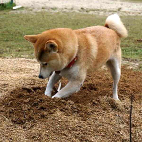 地面を掘るイヌ　ここ掘れワンワン