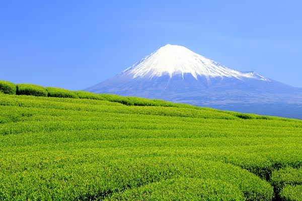 富士山と茶畑