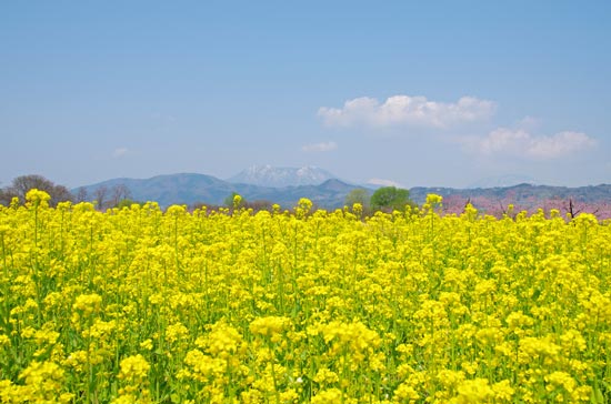 菜の花畠と青空