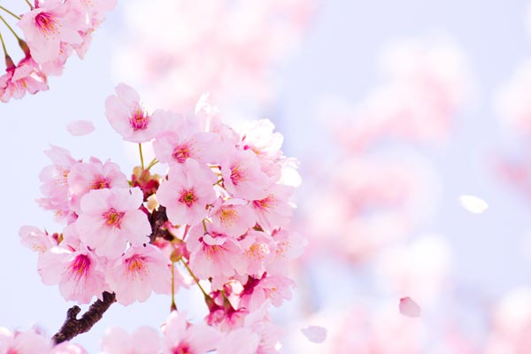 春と桜のことわざ 意味 由来