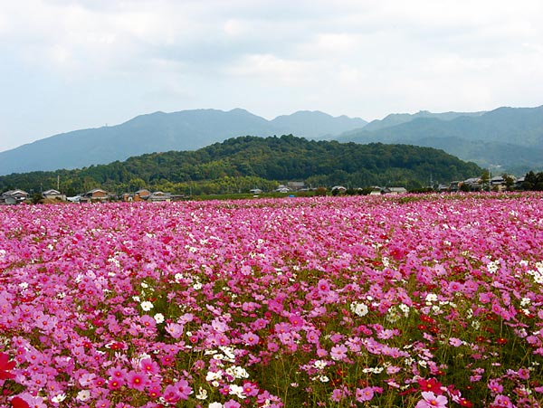 天香久山 あまのかぐやま