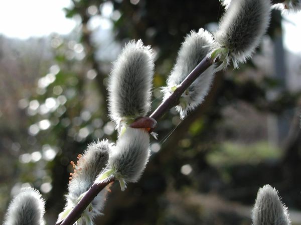 ネコヤナギの花穂