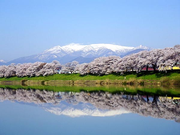 宮城県大河原町の千本桜と蔵王山